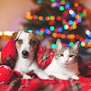 Perro - gato - Navidad - mascota