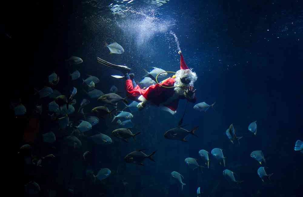 Un hombre vestido de Papá Noel se zambulle en el acuario de París el 21 de diciembre de 2017. Foto: AFP / ALAIN JOCARD