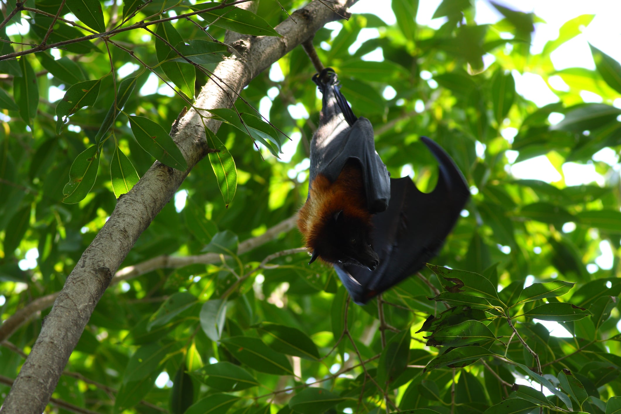 Zorro volador de cabeza gris colgado boca abajo en un árbol. El animal tiene las alas ligeramente extendidas y mira a la cámara.