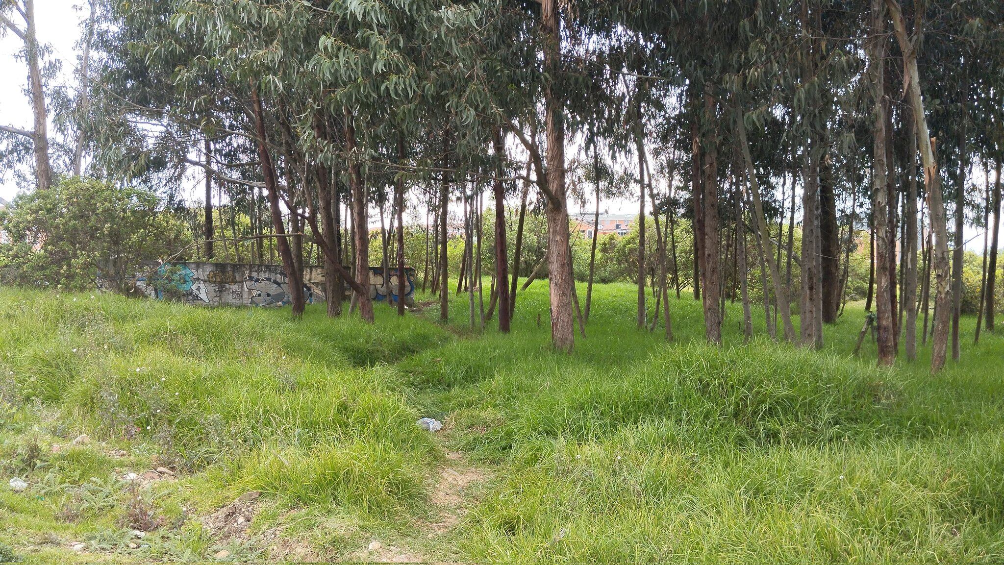 En este matorral fue abusada la estudiante en Kennedy, al sur de Bogotá