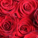 Consejos para plantar una rosa.