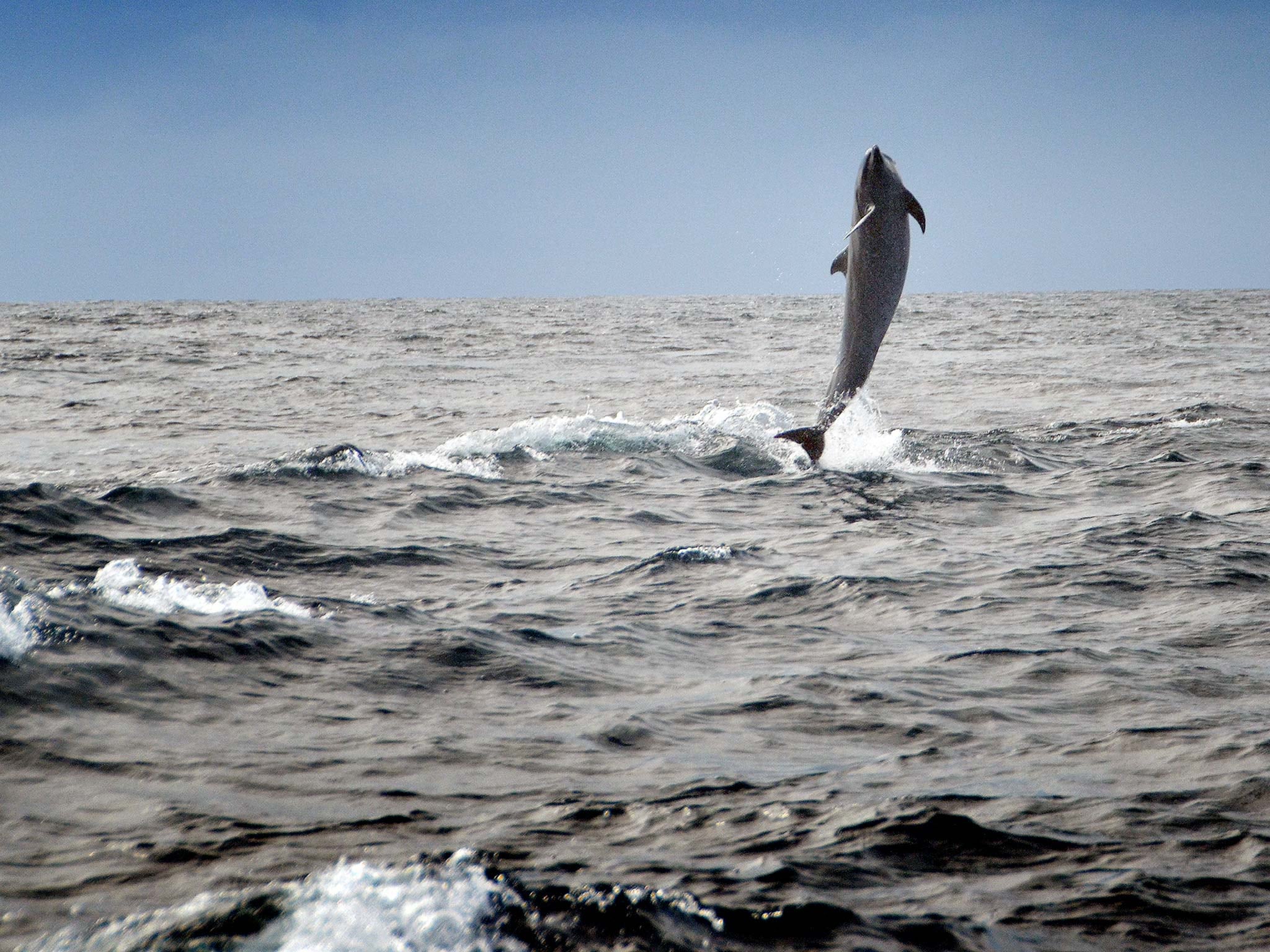 Reserva biológica Isla Cano