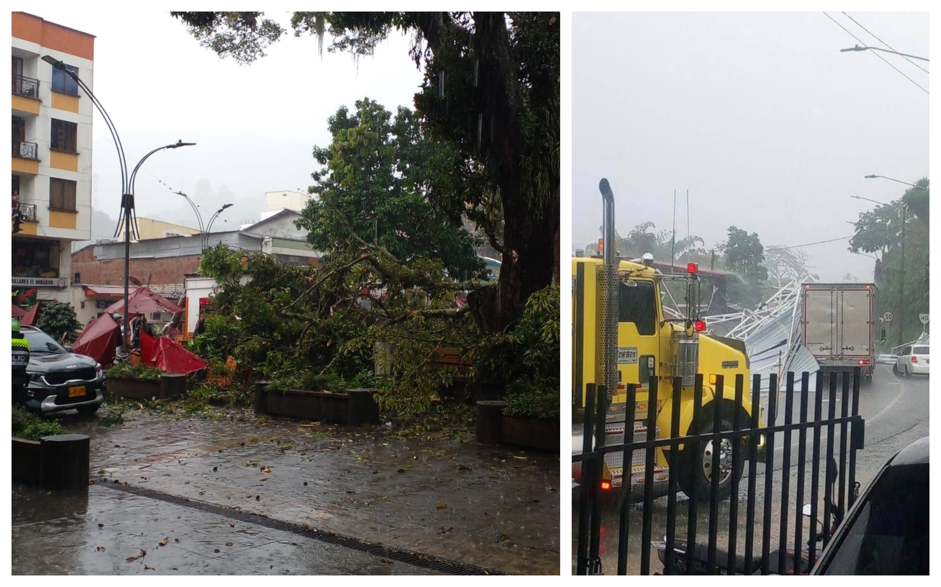 Emergencia por caída de un árbol en Calarcá, Quindío.