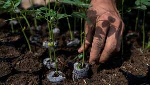 NO USAR, USO EXCLUSIVO MEJOR COLOMBIA, especial minambiente, restauración