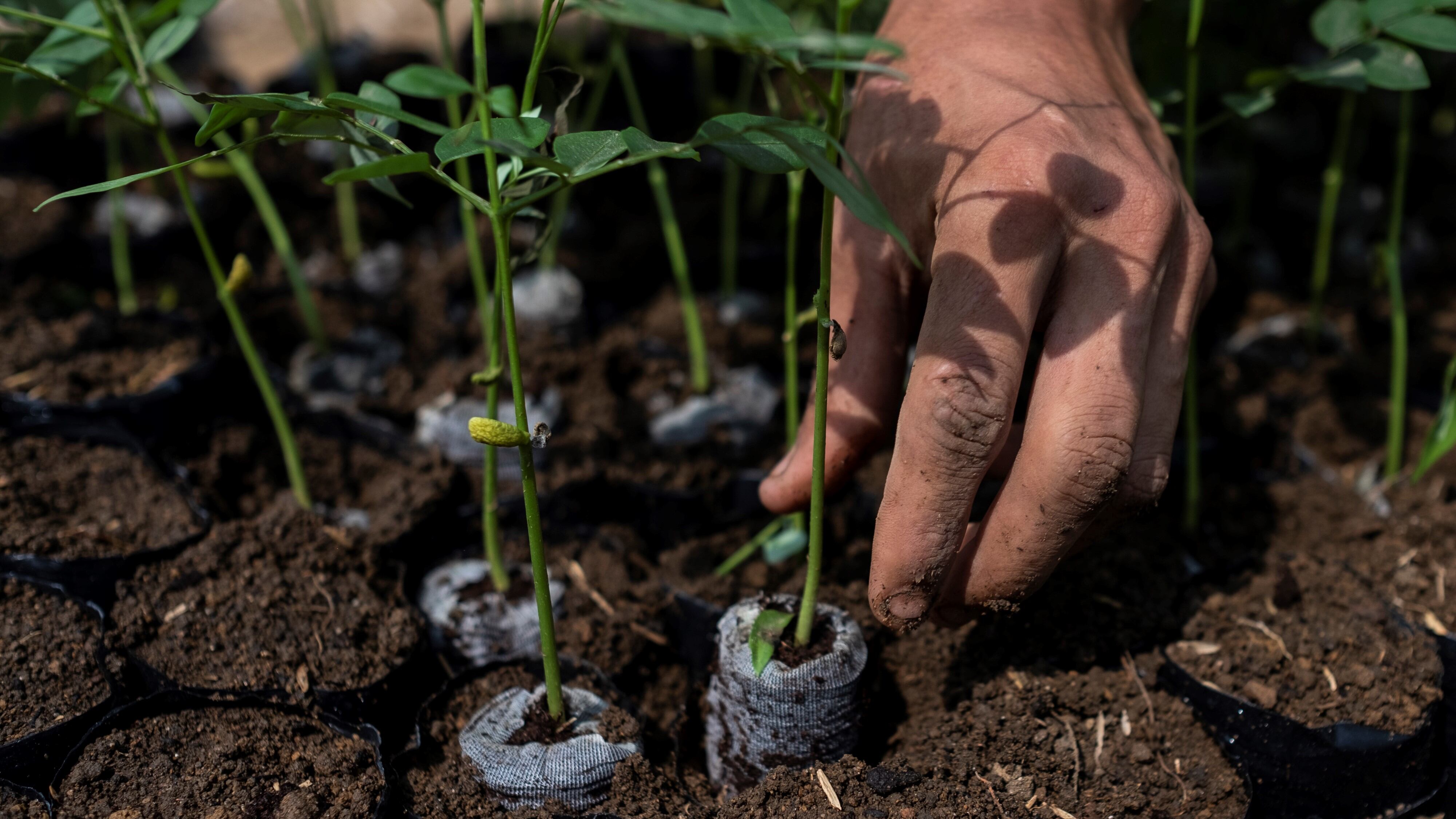 NO USAR, USO EXCLUSIVO MEJOR COLOMBIA, especial minambiente, restauración