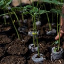 NO USAR, USO EXCLUSIVO MEJOR COLOMBIA, especial minambiente, restauración