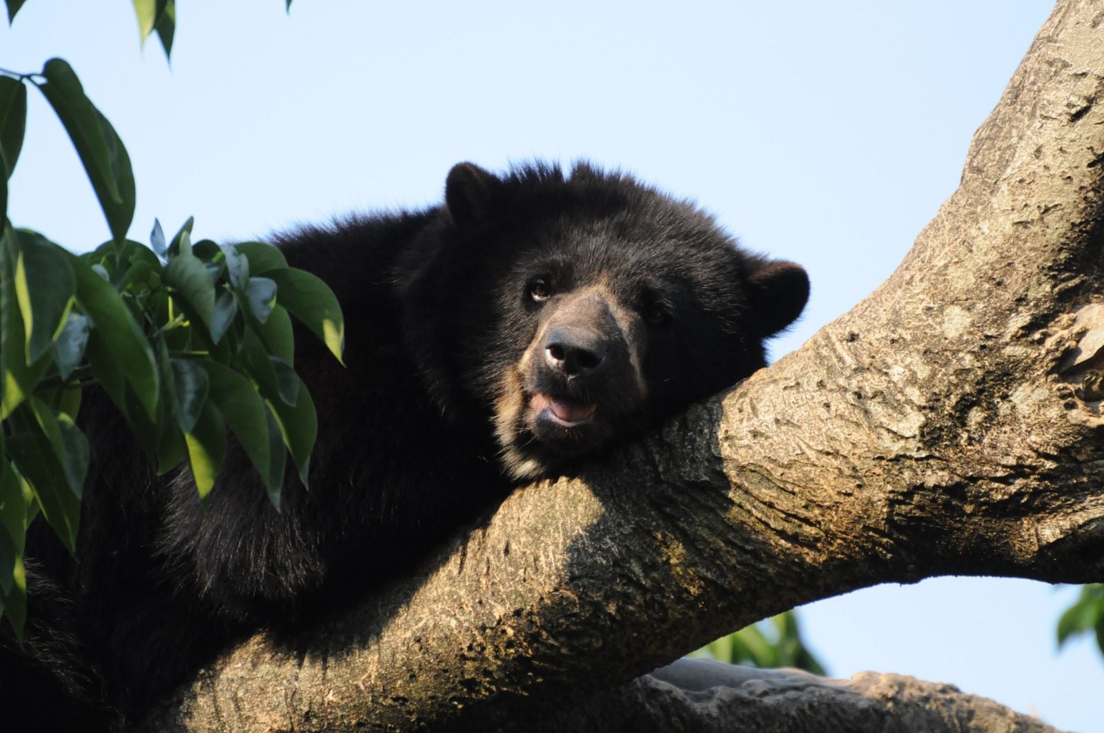 Oso Andino