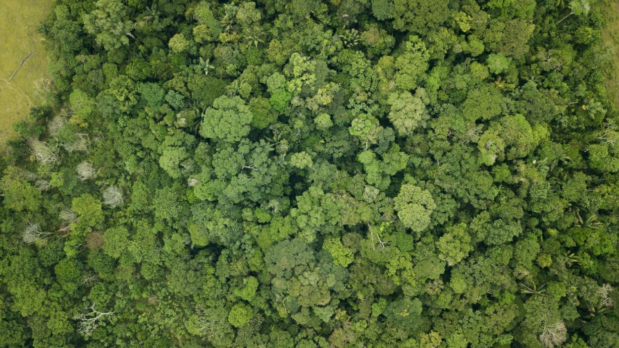 Desde 2018, la organización invierte en negocios sostenibles que buscan retornos sociales, ambientales y financieros.