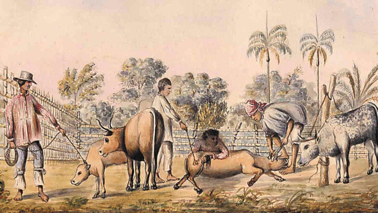 La ganadería ha sido un renglón importante en el país desde tiempos de la colonia. Esta actividad quedó registrada durante la expedición corográfica.