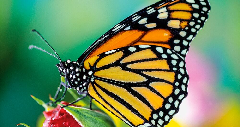 Colombia se consolida como uno de los países más biodiversos del mundo. A su primer lugar en aves y orquídeas, ahora se suma el de las mariposas, según lo indica un nuevo estudio.
