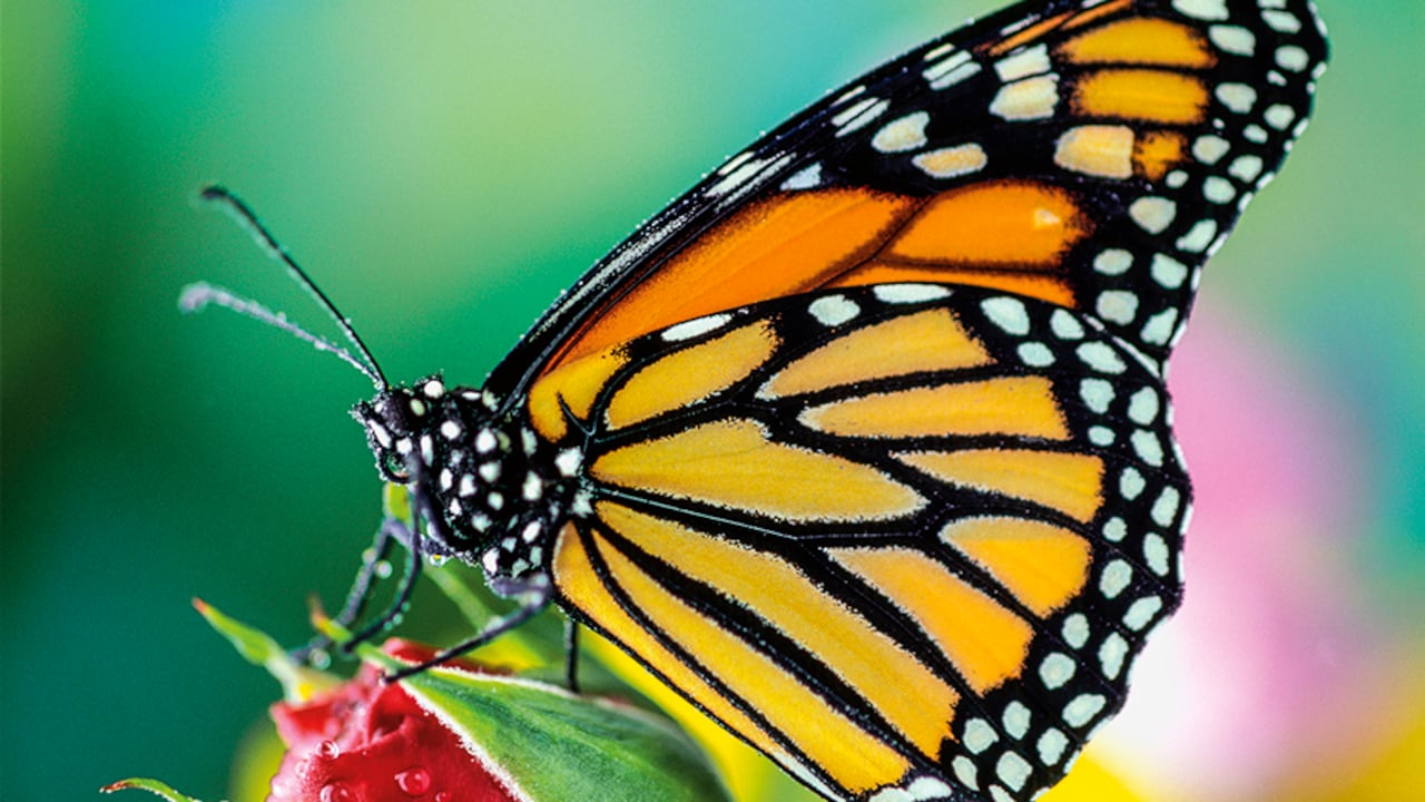 Colombia se consolida como uno de los países más biodiversos del mundo. A su primer lugar en aves y orquídeas, ahora se suma el de las mariposas, según lo indica un nuevo estudio.