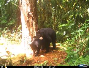 En Huila reportan primer registro de apareamiento de Osos de Anteojos a nivel mundial