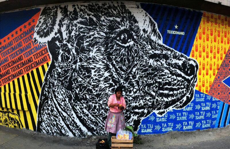 Viringo el perro peruano. Lima, Perú, 2014. Fotografía: Toxicómano