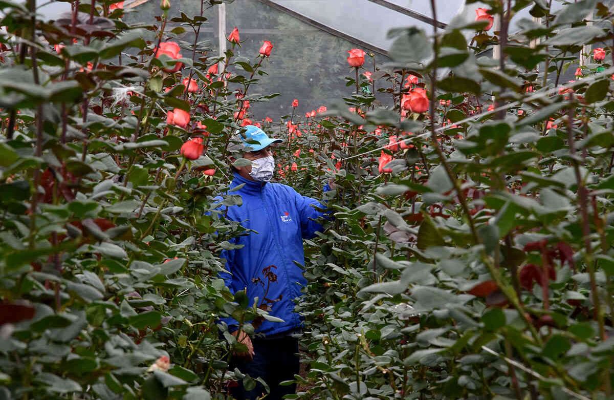 Floricultores preocupados por sus cultivos en época de coronavirus