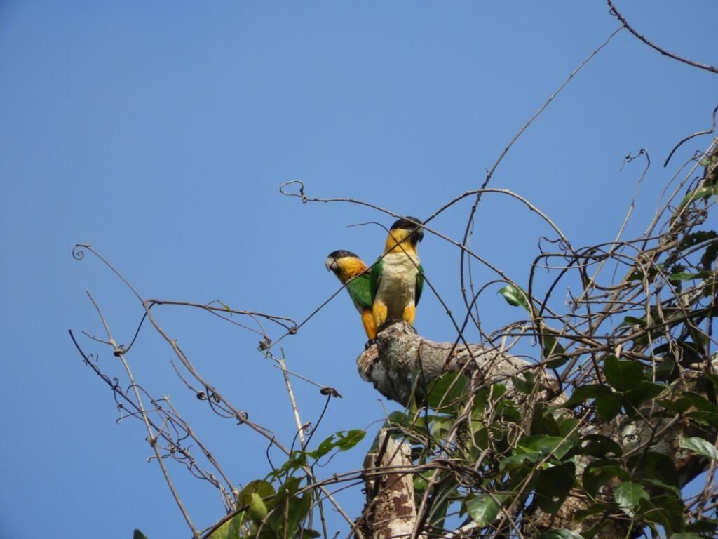 Biodiversidad en Vichada
