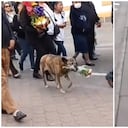 La perrita llevando las flores en su hocico.