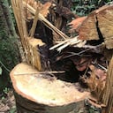 La deforestación en áreas protegidas ha hecho que la supervivencia de las especies en el país esté por debajo del promedio. Foto: Ejército Nacional.