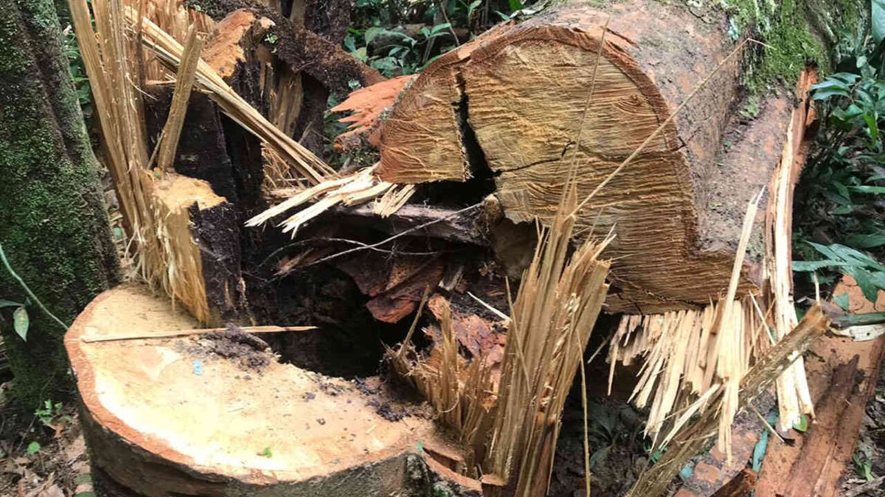 La deforestación en áreas protegidas ha hecho que la supervivencia de las especies en el país esté por debajo del promedio. Foto: Ejército Nacional.