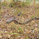 La CAR libera en el Tequendama dos boas constrictor rescatadas en municipios de Cundinamarca.