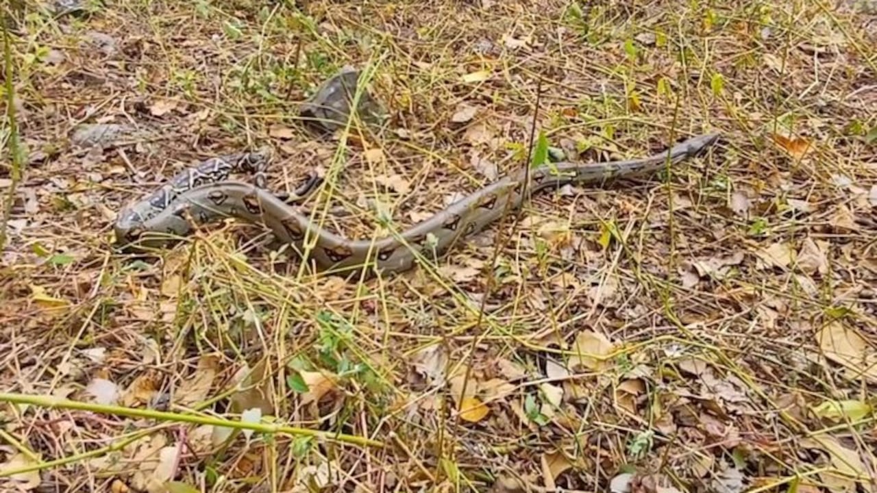 La CAR libera en el Tequendama dos boas constrictor rescatadas en municipios de Cundinamarca.