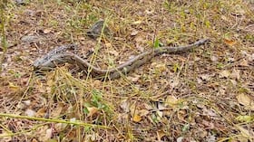 La CAR libera en el Tequendama dos boas constrictor rescatadas en municipios de Cundinamarca.