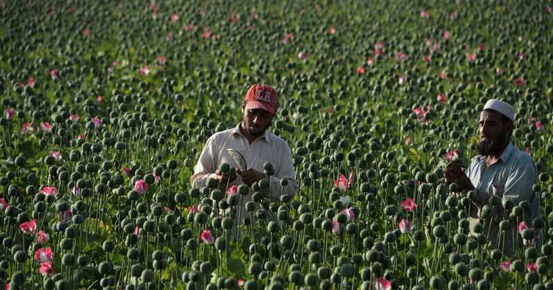 Granjeros de Afganistán en una cosecha de opio.