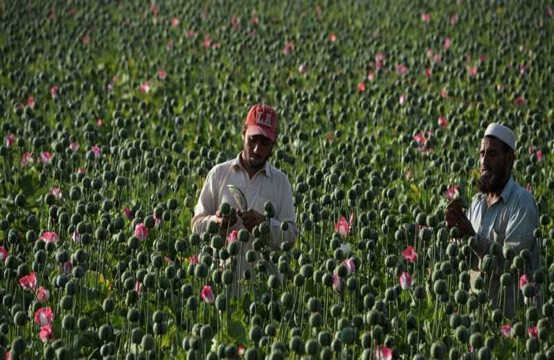 Granjeros de Afganistán en una cosecha de opio.