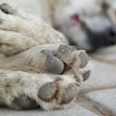 Tras cometer el crimen, algunos testigos aseguraron que el hombre no tuvo ningún signo de arrepentimiento.