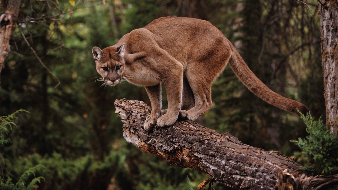 Foto referencia sobre un puma.