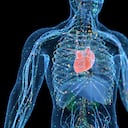 El sistema inmunitario es el sistema de defensa del cuerpo contra las infecciones.