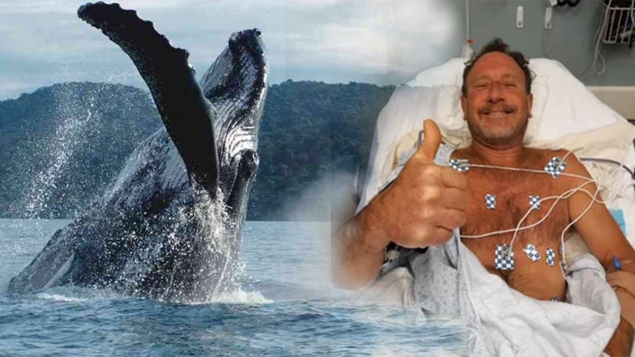 El buzo norteamericano Michael Packard fue tragado por una ballena jorobada, pero logró sobrevivir.