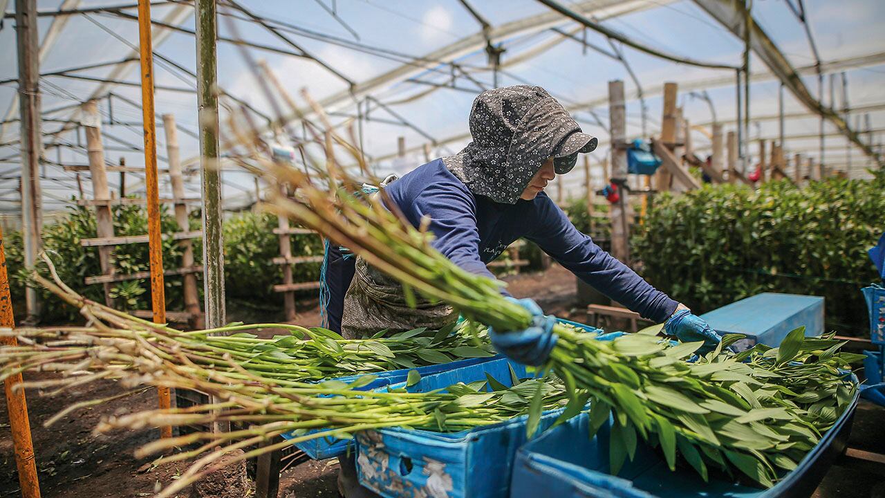 Las empresas de servicios temporales dicen que un decreto eliminaría de facto su objeto social y que sectores como el agro estarían entre los más afectados.