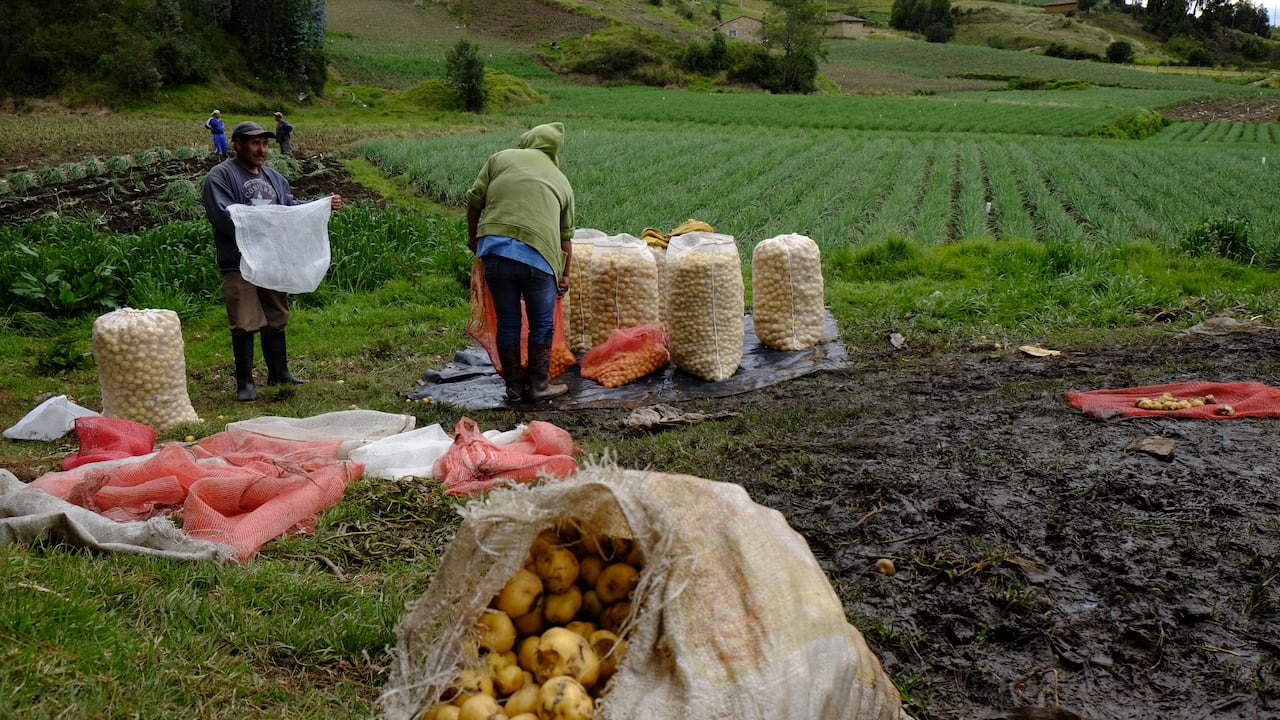 Aquitania- Boyacá Agricultura
Foto Santiago Escobar-Jaramillo
Revista Semana