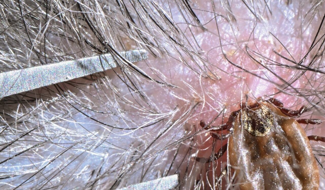 Las garrapatas son las principales transmisoras del virus Oz, el cual es letal en ratones