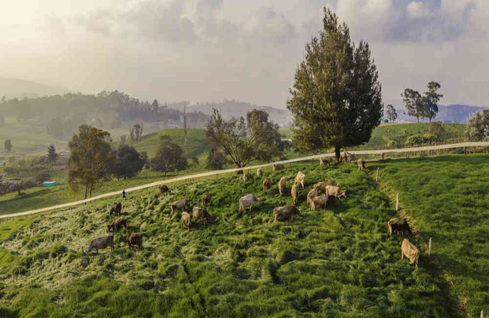 En San Pedro de los Milagros, un municipio del norte antioqueño, la leche manda en la vida diaria de sus más de 21.000 habitantes. Esta es una de las regiones con mayor producción lechera del país, allí cada día las vacas producen en promedio 750.000 litros de este alimento que se distribuye en toda Colombia. La celebración más representativa del municipio son las Fiestas de la Leche y sus Derivados, que se realiza cada año en el mes de julio.