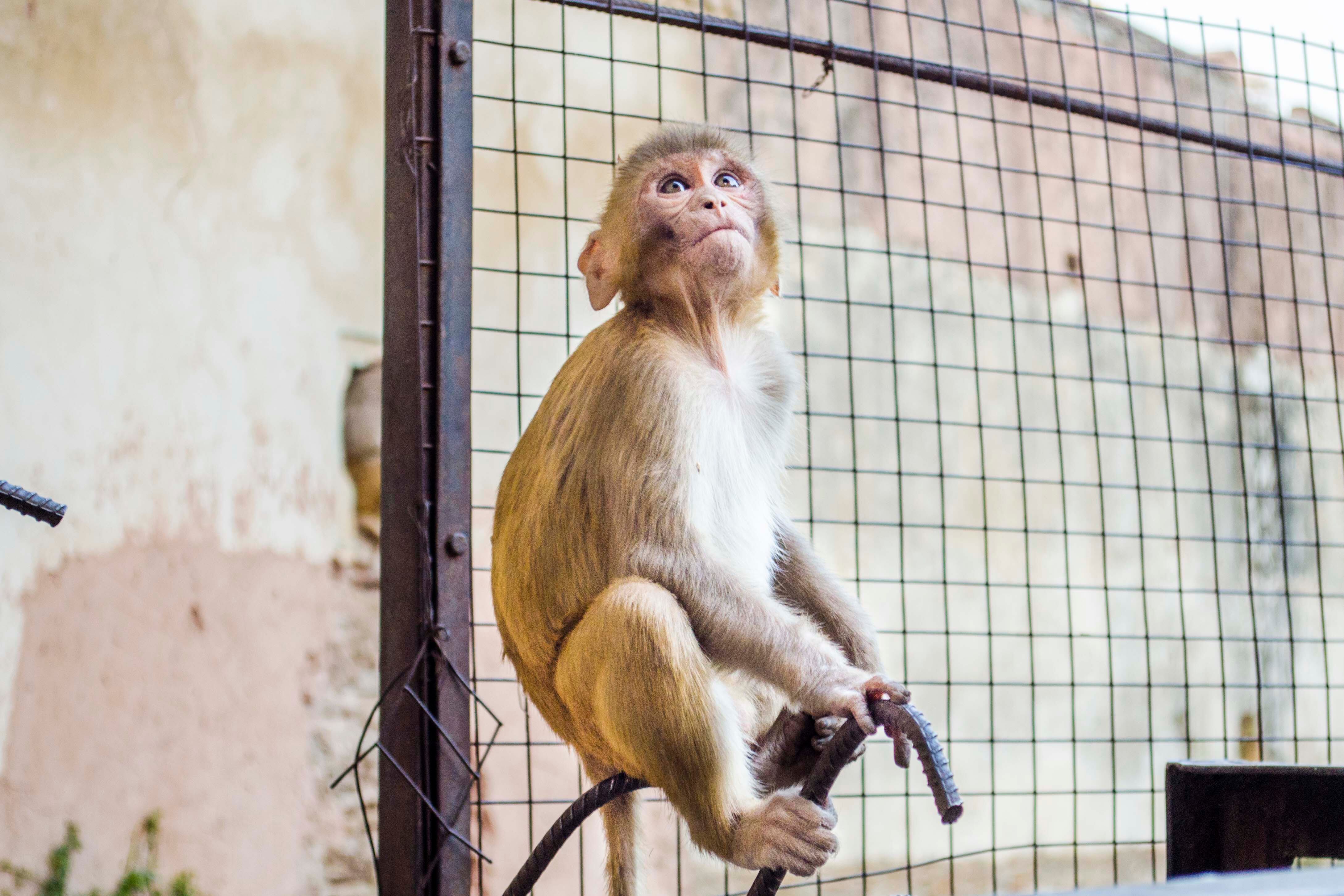 En India los monos son sagrados, de ahí que en el hinduismo Hánuman sea el dios mono. Fotografía de Katerine Lara Rojas.