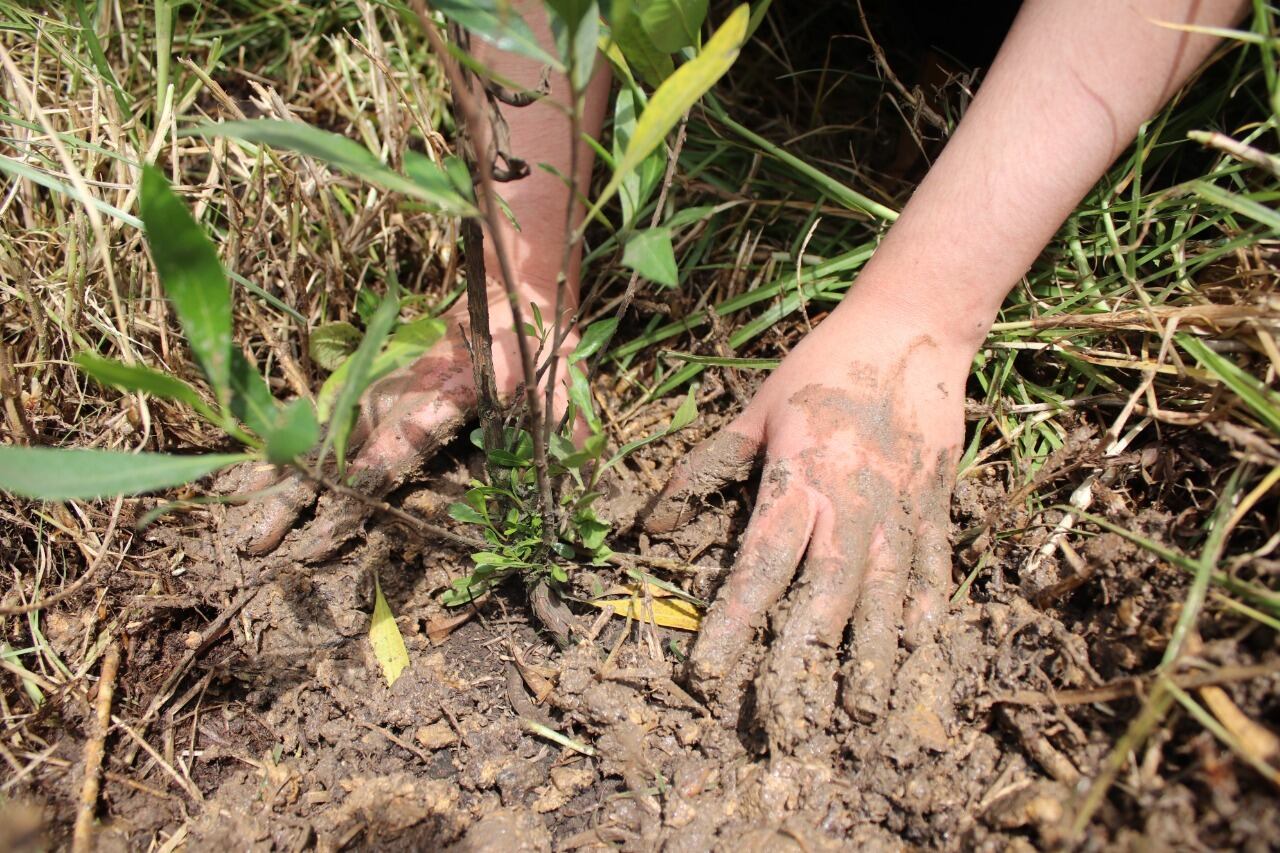 Uno de los requisitos de la Gran Sembratón era sembrar una planta nativa de su municipio o departamento con una altura superior a 50 centímetros.
