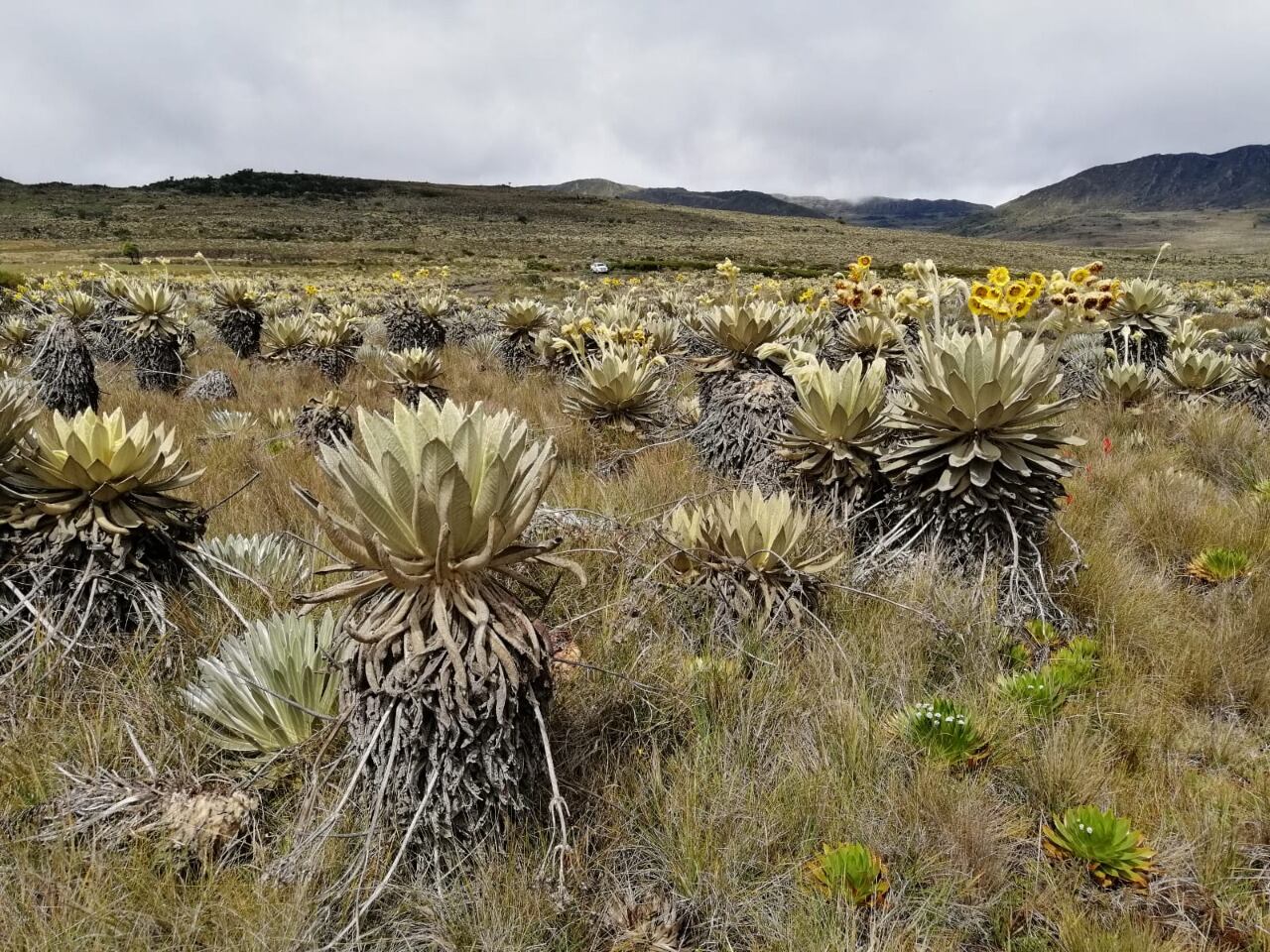 Páramo de Rabanal sufrió afectaciones en su flora y fauna.