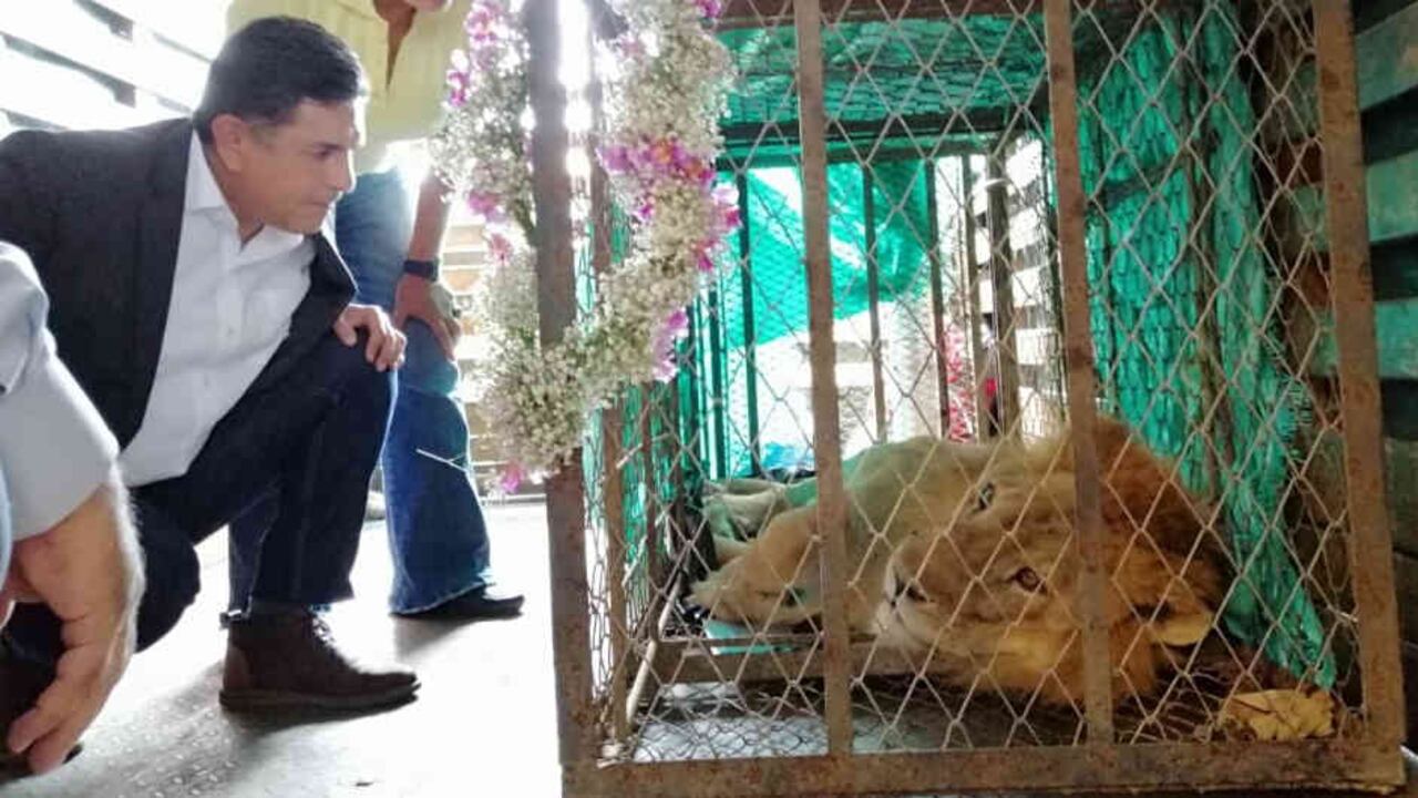 El alcalde de Cali, Jorge Iván Ospina, tuvo a sus seguidores informados a través de su cuenta de Twitter, en varios trinos el mandatario publicó fotos de la espera y del recibimiento del felino al que ahora llaman “Nuestro Rey León”.