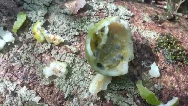 Los menores consumieron maracuyá para mantenerse con vida.