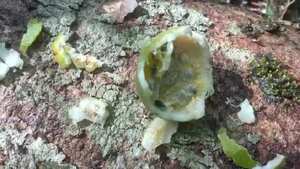 Los menores consumieron maracuyá para mantenerse con vida.