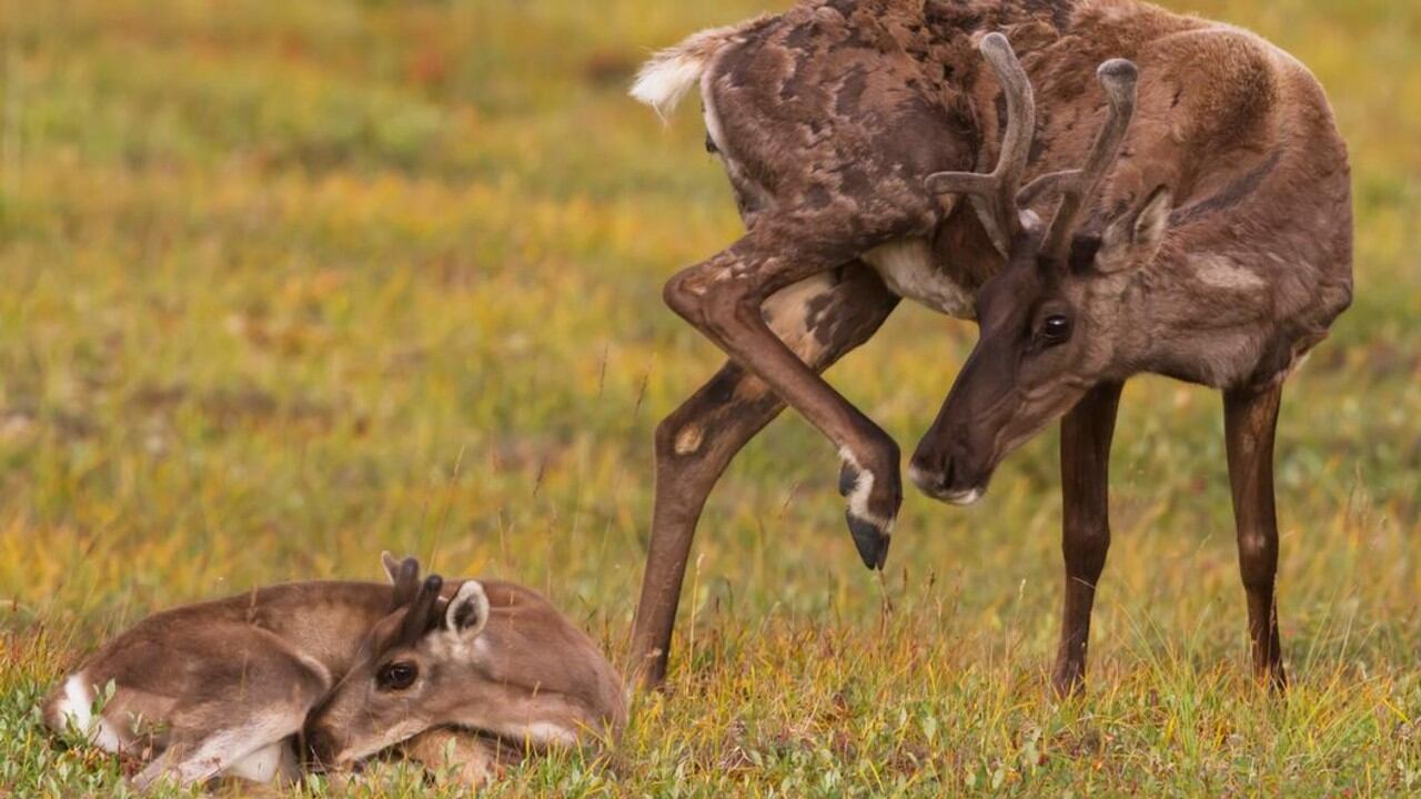 A pesar de que las hembras tienen astas, estas son mucho más pequeñas.
