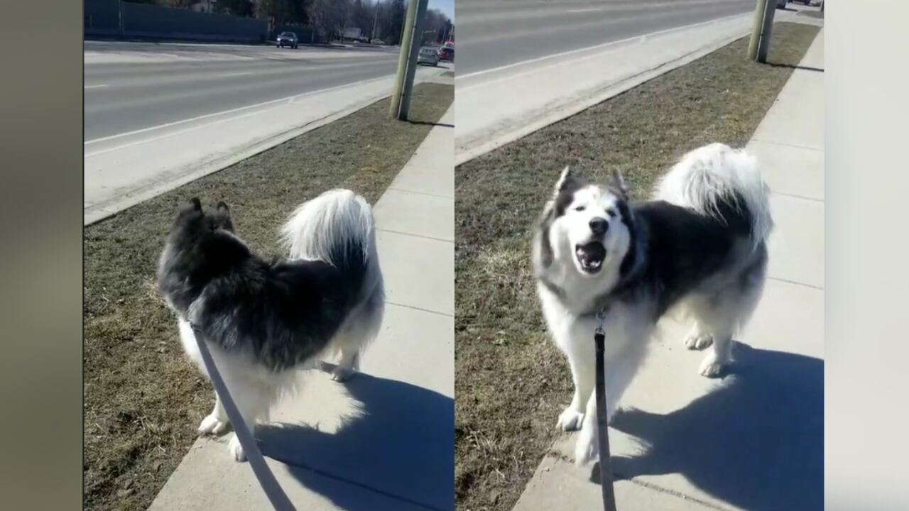 Tik Tok: @williesiberianhusky