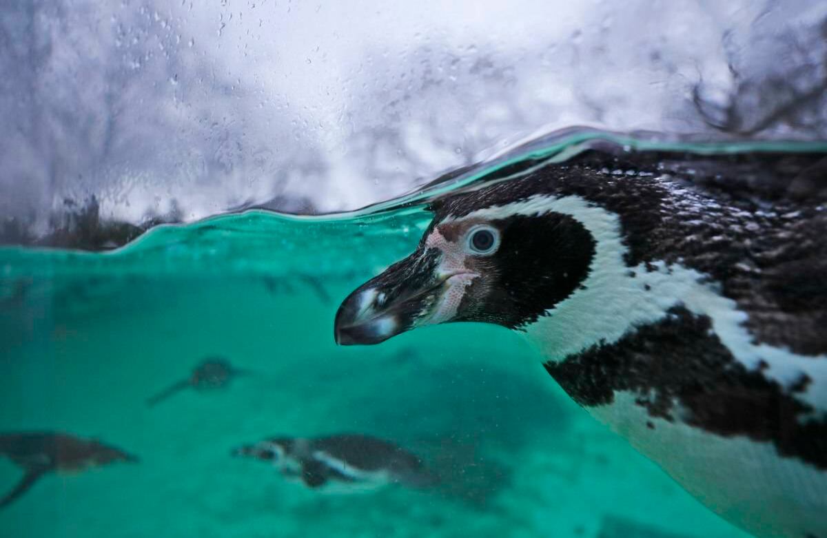 Exhibiendo su capa de plumas de color negro y crema, un pingüino de Humboldt estira sus aletas para nadar en una piscina que combina tonos azules y verdosos durante el inventario anual en el Zoológico de Londres, el jueves 2 de enero de 2020.  Quienes cuidan del zoológico se enfrentan a la complicada tarea de contar cada uno de los animales del lugar, sean grandes o pequeños. Foto de Frank Augstein/ AP.  
