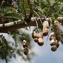 Frutos de tamarindo.