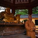 Dice que proteger a los animales es un precepto del budismo.