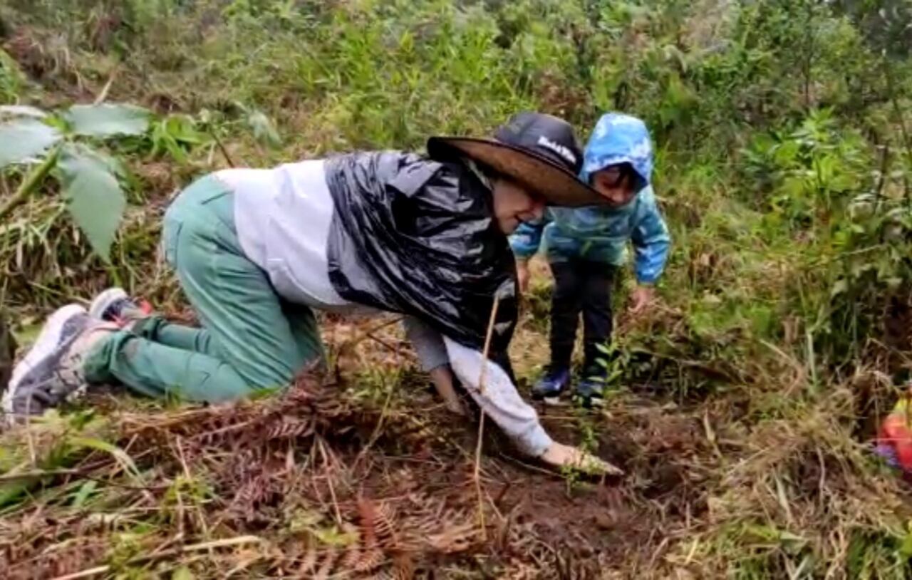 Siembra de árboles en Dapa, Valle del Cauca