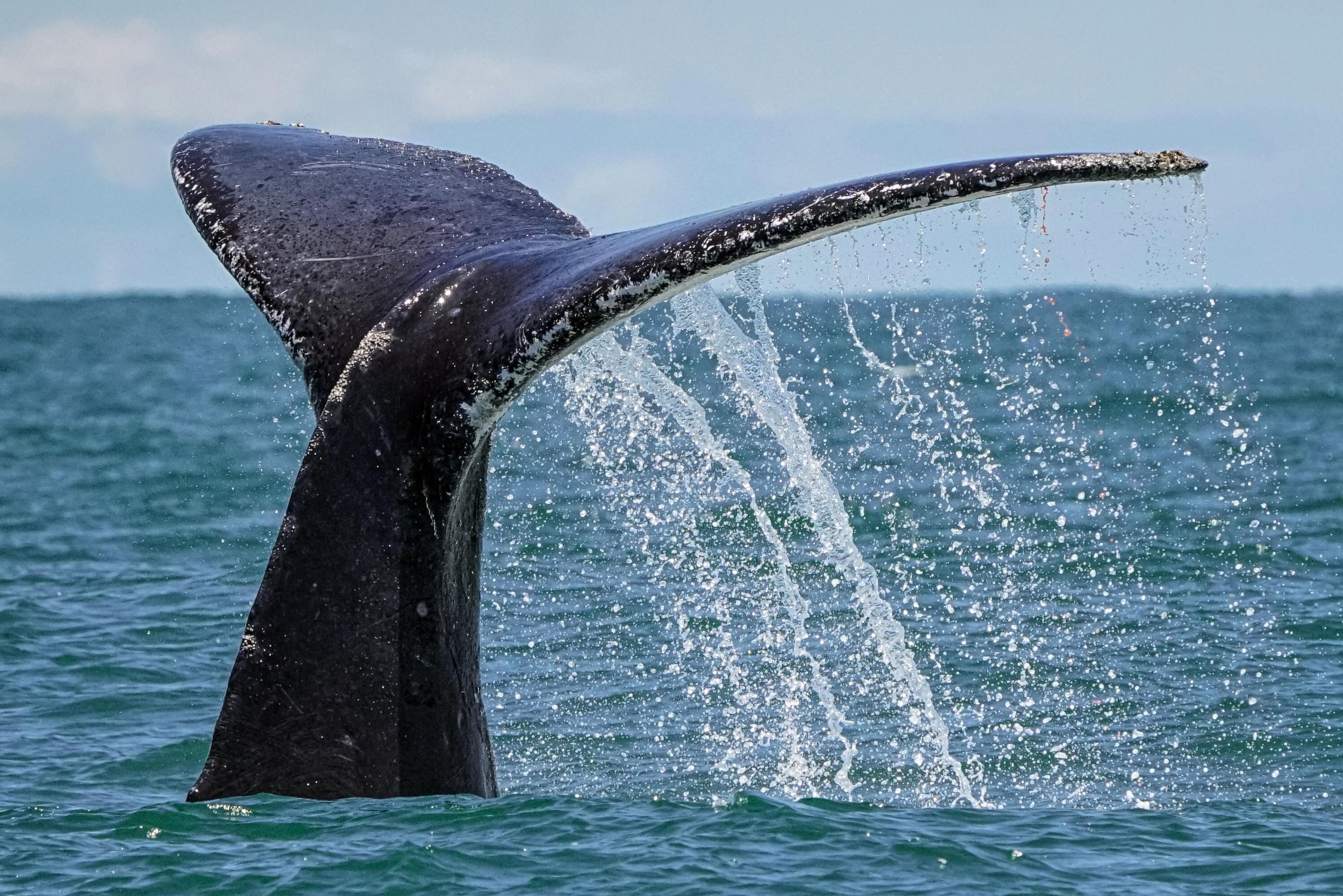 Algunas ballenas realizan saltos espectaculares fuera del agua, un comportamiento que aún intriga a los científicos.