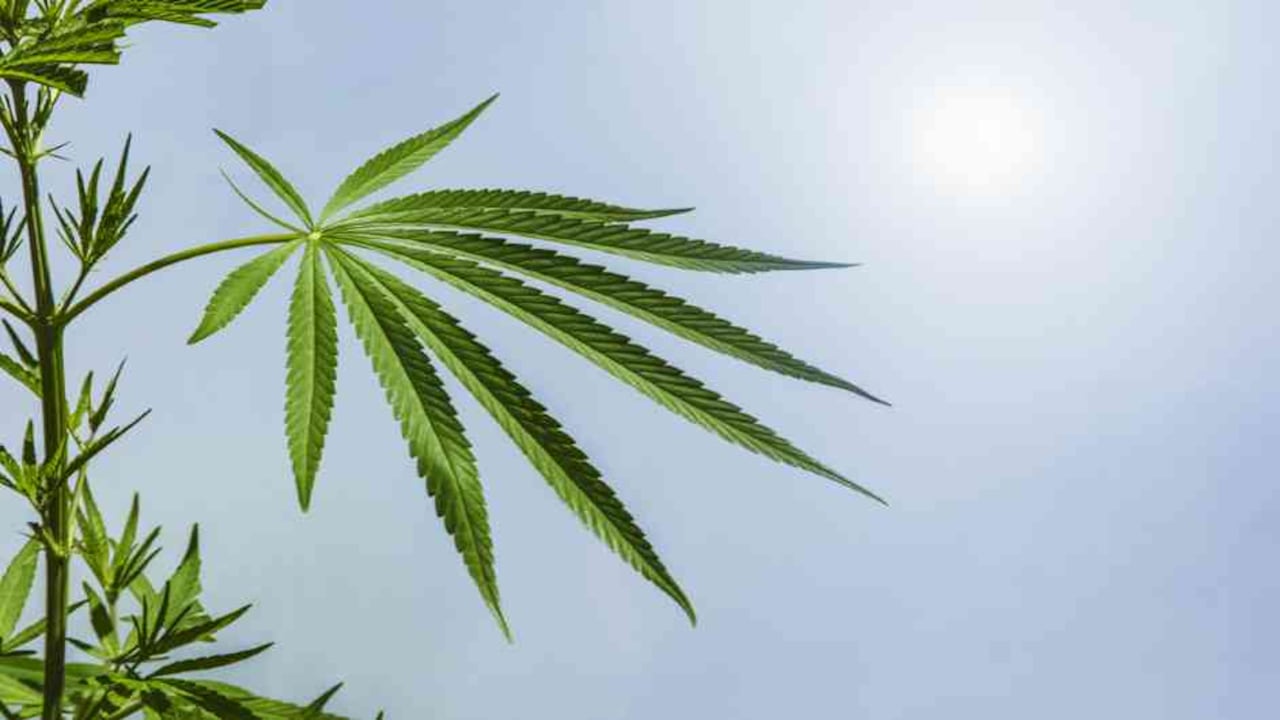 Portugal autorizó a Clever Leaves a trabajar cannabis medicinal | Noticias hoy