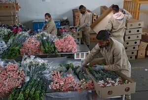 Producción y comercialización de flores en Tocancipá Ayurá S.A.S.
Feb 3 del 2021
Foto Guillermo Torres Reina / Semana